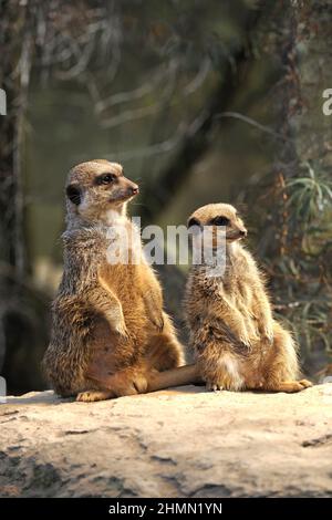 Suricate, meerkat à queue fine (Suricata suricata), deux suricates bains de soleil Banque D'Images