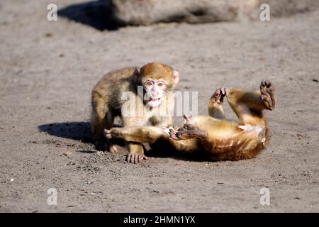 Singe barbarie, macaque barbarie (Macaca sylvanus), deux petits singes jouant , Maroc Banque D'Images