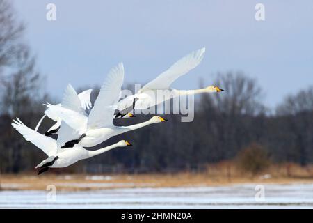 Cygnus cygnus (Cygnus cygnus), groupe volant en hiver, Allemagne Banque D'Images