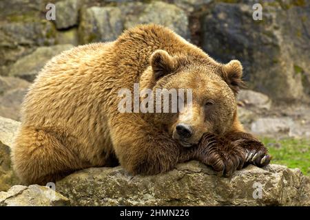 Ours brun européen (Ursus arctos arctos), snoozing sur un rocher, Allemagne Banque D'Images