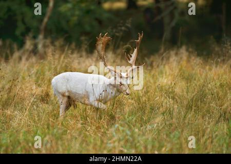 Cerf de Virginie (Dama dama, Cervus dama), cerf albinotique, Allemagne Banque D'Images