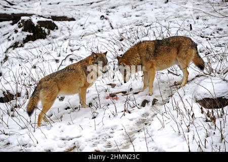 Le loup gris européen (Canis lupus lupus), deux loups qui se disputent dans la neige pour des restes de leur proie, jalousie au sujet de la nourriture, Allemagne Banque D'Images