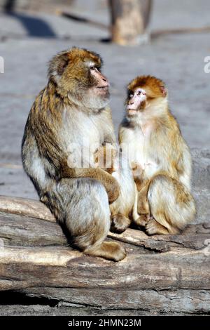 Cape barbaire, macaque barbaire (Macaca sylvanus), couple assis ensemble sur un tronc d'arbre mort, Maroc Banque D'Images