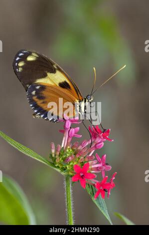 Hecales, papillon de fleurs de passions, papillon de papillon de tigre (Heliconius hecale), assis sur une fleur rouge, vue latérale, Equateur Banque D'Images