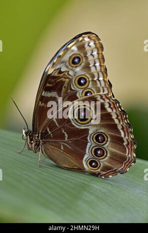 Morpho bleu (Morpho Peleides), assis sur une feuille, sous les ailes avec des eyespots, Equateur Banque D'Images