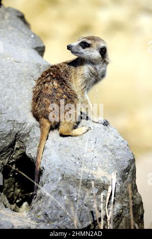 Suricata suricata (Suricata suricata), un jeune est assis sur une pierre qui regarde vers l'arrière Banque D'Images