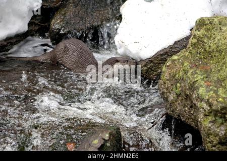 Loutre de rivière européenne, loutre européenne, loutre eurasien (Lutra lutra), un ruisseau en hiver, vue latérale, Allemagne Banque D'Images