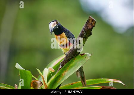 Aracari (Pteroglossus torquatus), Maquenque Eco Lodge, Costa Rica, Amérique centrale Banque D'Images
