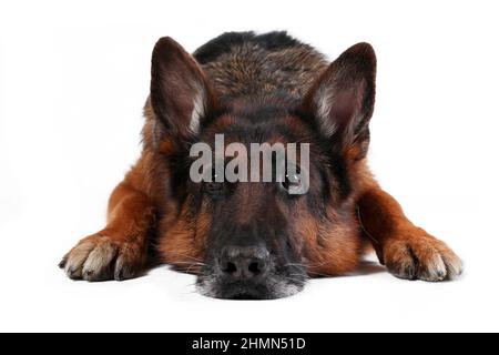 Gros plan de la tête de l'ancien chien allemand allongé sur un fond blanc Banque D'Images