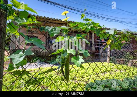 Luffa cylindrica, la gourde éponge, le concombre égyptien ou le luffa vietnamien, est une plante d'escalade qui est cultivée chaque année pour ses fruits. Banque D'Images