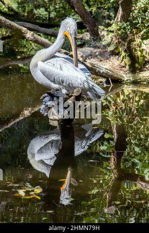 Le pélican dalmatien (Pelecanus crispus) debout sur un tronc d'arbre dans l'eau avec son miroir. Banque D'Images