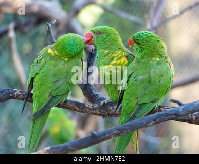 Le groupe du Lorikeet (Trichoglossus chlorolépidotus) à la poitrine squameuse repose sur une branche. Banque D'Images