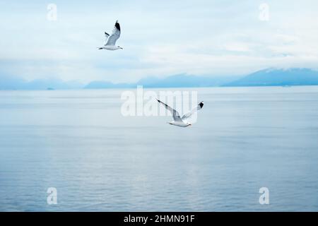 oiseaux volant sur la surface de l'eau Banque D'Images