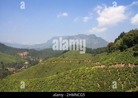 Champs de plantation de thé à Munnar, Inde Banque D'Images