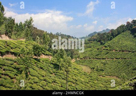 Champs de plantation de thé à Munnar, Inde Banque D'Images