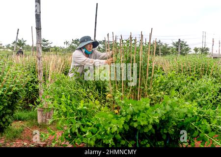 Dong Da Town, Qui Nhon City, Binh Dinh, Vietnam - 2 janvier 2022: Les agriculteurs s'occupent des jardins de chrysanthème pour se préparer à la vente à l'occasion de L Banque D'Images