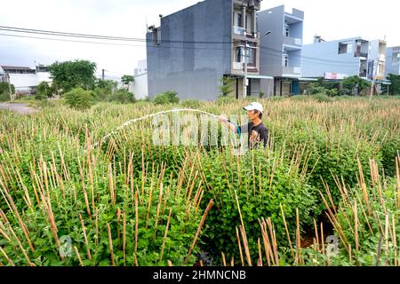 Dong Da Town, Qui Nhon City, Binh Dinh, Vietnam - 2 janvier 2022: Les agriculteurs s'occupent des jardins de chrysanthème pour se préparer à la vente à l'occasion de L Banque D'Images