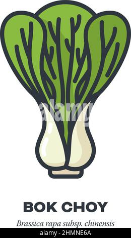 Icône de légume de la feuille de chou de bok Choy, contour avec illustration vectorielle de style de remplissage de couleur Illustration de Vecteur