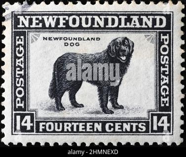 Chien de Terre-Neuve sur un timbre-poste d'époque Banque D'Images