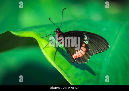 Papillon noir et rouge sur feuille verte. (Parides iphidamas). Vallée des papillons tropicaux de Konya, Turquie Banque D'Images