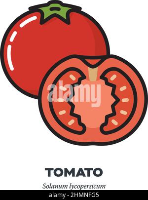 Icône légume entier et demi-tomate, contour avec illustration vectorielle de style de remplissage de couleur Illustration de Vecteur