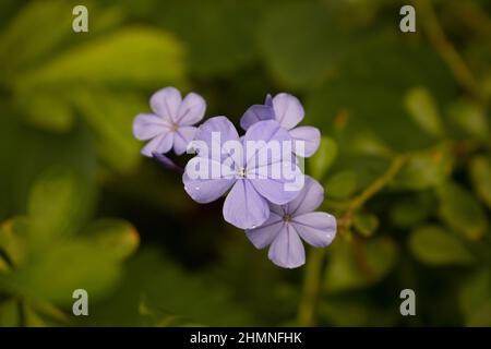 groupe frais de petite fleur de printemps perple Banque D'Images