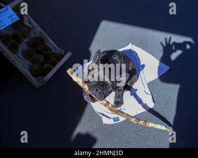 Lucerne, Suisse, le 27 février 2019 un joli petit chien noir a un long bâton dans sa bouche Banque D'Images