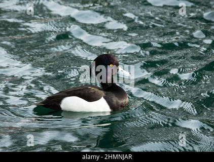 Parmi les canards plongeurs les plus communs des eaux britanniques, le drake est doté d'un plumage irisé intelligent compensé par des yeux jaunes perçant. Banque D'Images