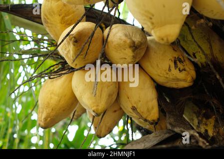 Noix de coco jaune sur l'arbre.Un gros plan détaillé d'une noix de coco jaune sur un arbre Banque D'Images