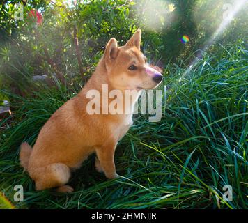 Le chiot Shiba Inu ressemble à un petit renard Banque D'Images