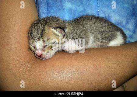 Mignon nouveau né chat bébé dans les mains humaines sur les Philippines 29 décembre 2011 Banque D'Images