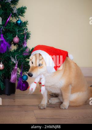 Le chiot Shiba Inu ressemble à un petit renard Banque D'Images