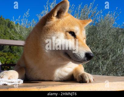 Le chiot Shiba Inu ressemble à un petit renard Banque D'Images