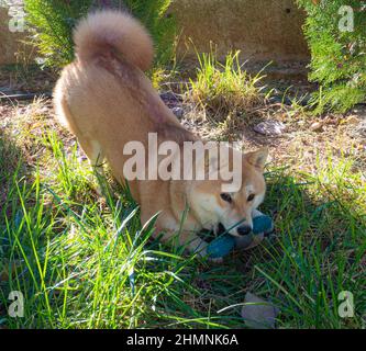 Le chiot Shiba Inu ressemble à un petit renard Banque D'Images