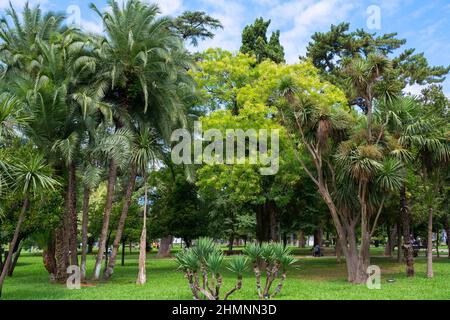 Magnifique parc avec une herbe verte. Nature. Banque D'Images