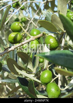 Olivier méditerranéen infesté par la mouche des fruits à olives Bactrocera oleae Banque D'Images