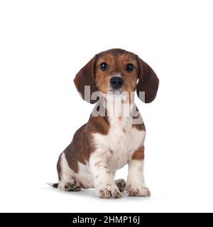 Adorable piebald Dachshund aka Teckel pup, assis. En regardant vers l'appareil photo. Isolé sur un fond blanc. Banque D'Images