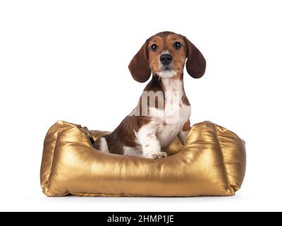 Adorable piebald Dachshund aka Teckel pup, assis dans un panier doré. En regardant vers l'appareil photo . Isolé sur un fond blanc. Banque D'Images