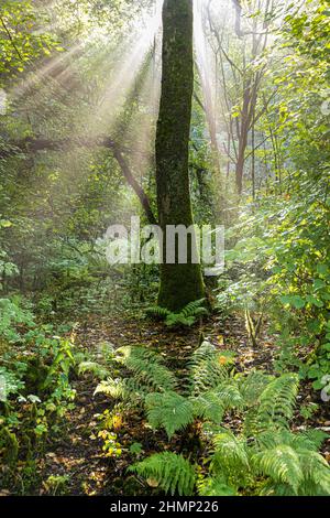 Puits de lumière du soleil qui brillent à travers les arbres de Saddell sur la péninsule de Kintyre, Argyll & Bute, Écosse, Royaume-Uni Banque D'Images