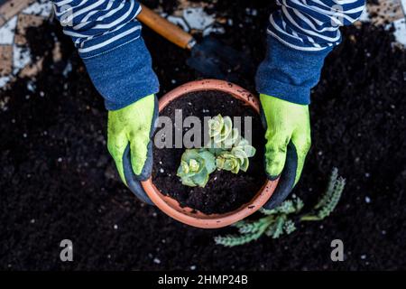 Les mains de l'homme pendant la transplantation de la plante dans un nouveau pot. Jardinage à la maison Banque D'Images