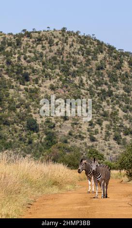 Plains Zebra, Parc national de Pilanesberg, Afrique du Sud Banque D'Images