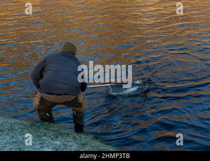 Abertour, Moray, Royaume-Uni. 11th févr. 2022. C'est une scène du jour d'ouverture officiel de la pêche au saumon sur la rivière Spey à Abertour, Moray, Écosse, le 11 février 2022. CONTENU DE L'IMAGE: Le saumon est pris crédit: JASPERIMAGE/Alamy Live News Banque D'Images