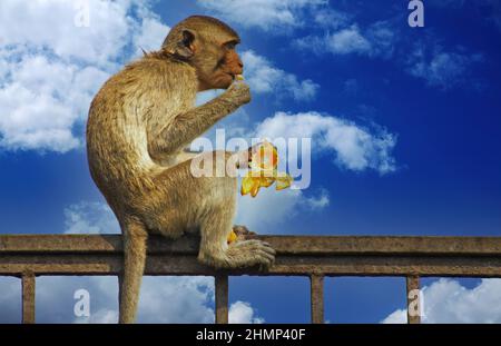 Vue latérale d'un singe isolé (crabe mangeant macaque, Macaca fascicularis) assis sur la clôture peeling orange mandarine fruit contre le ciel bleu - Lophari Banque D'Images