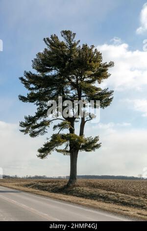 PIN blanc de l'est (Pinus strobus) le long de la route, E USA, par James D Coppinger/Dembinsky photo Assoc Banque D'Images