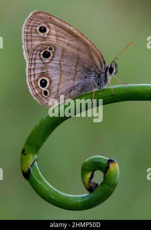 Petit bois papillon Satyr reposant sur Horsetail (Equisetum), E USA, par Skip Moody/Dembinsky photo Assoc Banque D'Images