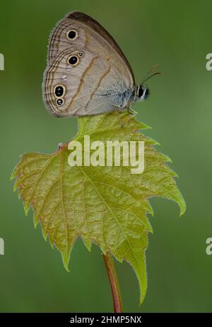 Petit Bois Styr papillon (Megisto cymela) perchée sur la feuille, E USA, par Skip Moody/Dembinsky photo Assoc Banque D'Images