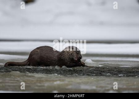 Otter eurasien manger poisson pêché dans la rivière en hiver. Montagnes de Bieszczady, Carpates, Pologne. Banque D'Images