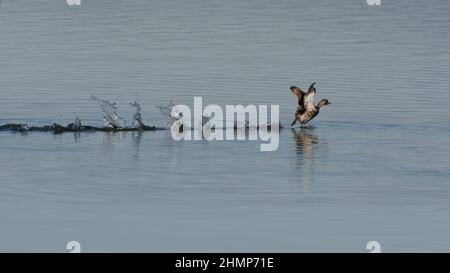 Petit Grebe (Tachybaptus ruficollis) qui coule sur l'eau Banque D'Images