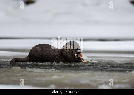 Otter eurasien manger poisson pêché dans la rivière en hiver. Montagnes de Bieszczady, Carpates, Pologne. Banque D'Images