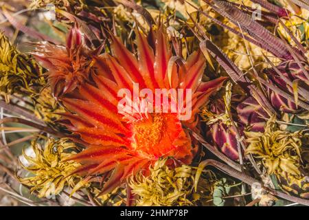 Fleurs rouges crochet de poisson Barrel Cactus Blooming Macro ferocactus wislizeni Desert Botanical Garden Phoenix Arizona Banque D'Images